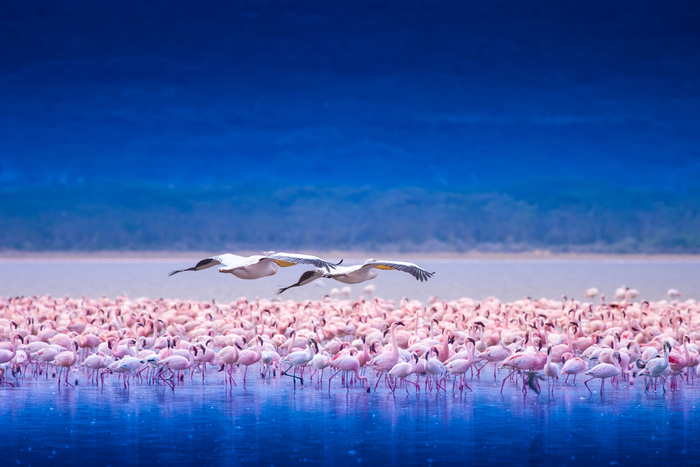Flock of flamingos in Africa.