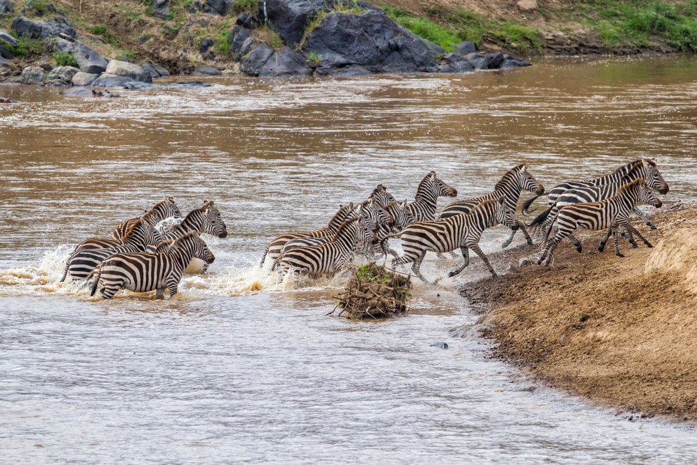 Group of Zebra crossing the river. 