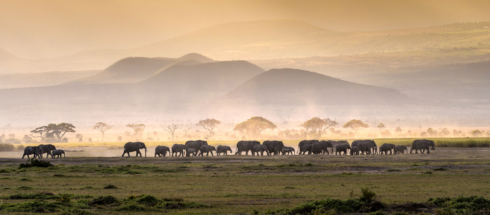 Herd of Elephant captured during the great migration.