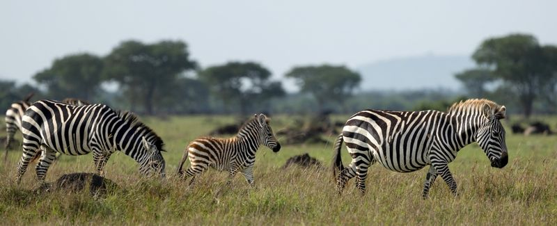 Africa wildlife experiences zebra and other animals' during the  migration.