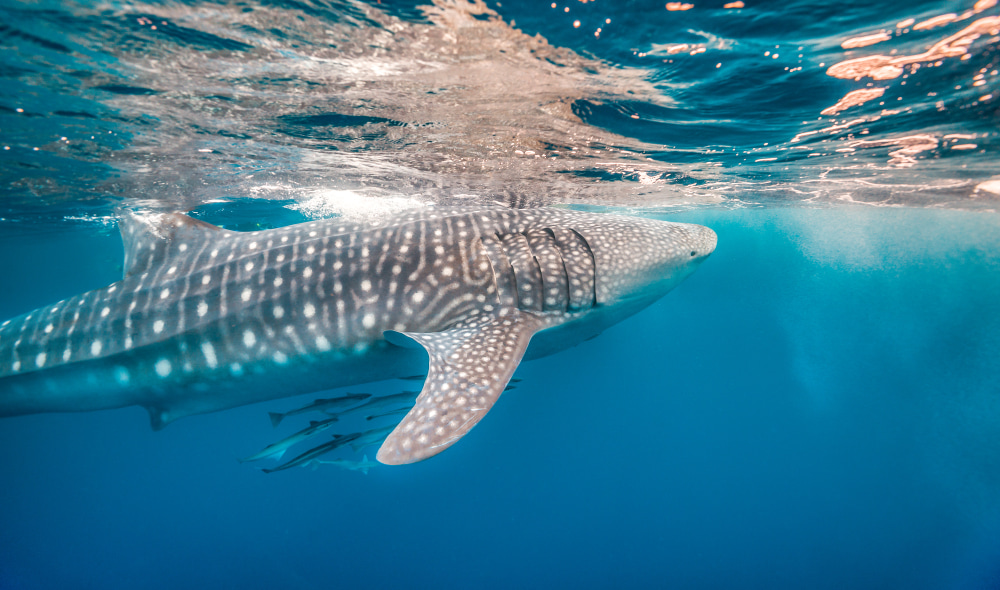 Underwater shot of a wild Giant Whale Shark swimming in the open ocean.