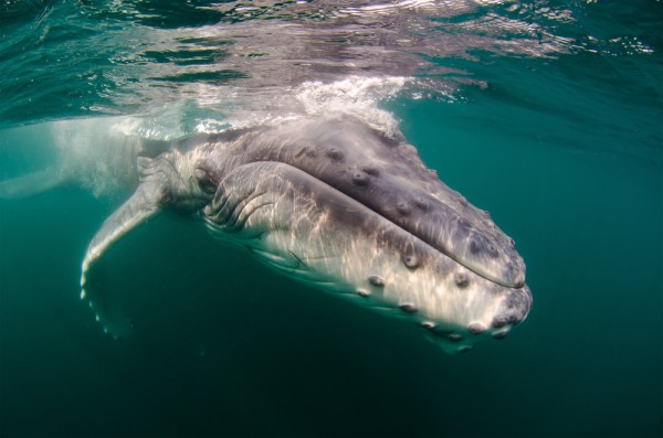 A humpback whale calf swims in the Indian ocean.