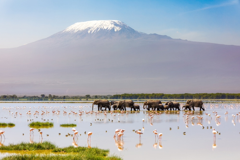 Elephants walking across the foreground.
