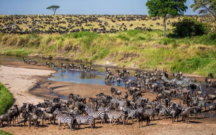Wildebeest and Zebras crossing the river during the great migratrion.