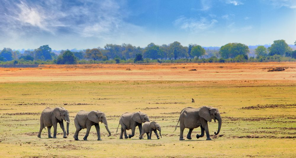 Group of Elephants roaming in South Luangwa Park.