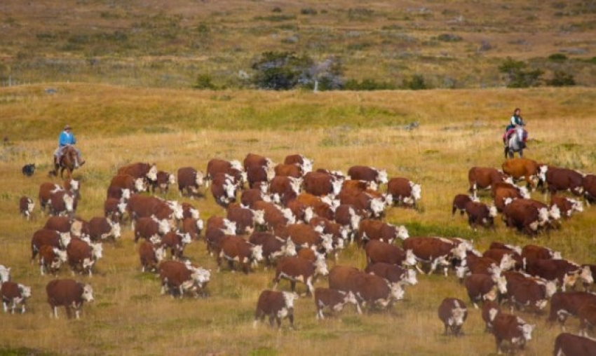 Patagonia Gauchos cattle round up