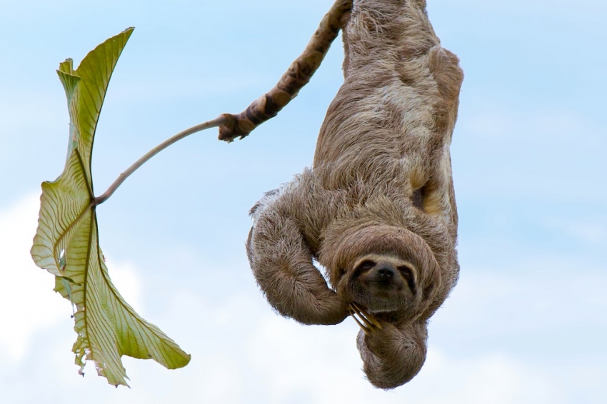 Sloth in the Amazon Jungle