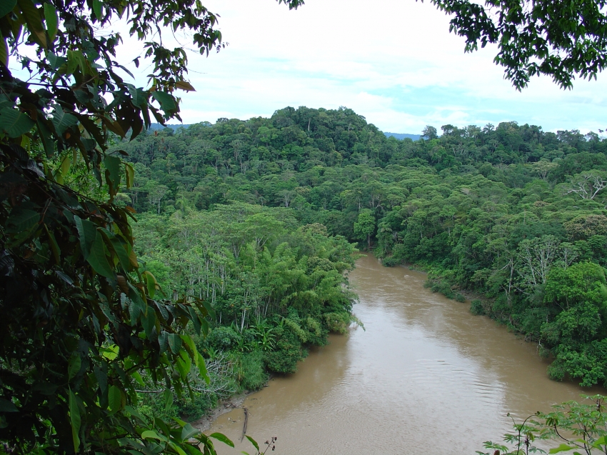 Amazon Jungle - Arajuno River