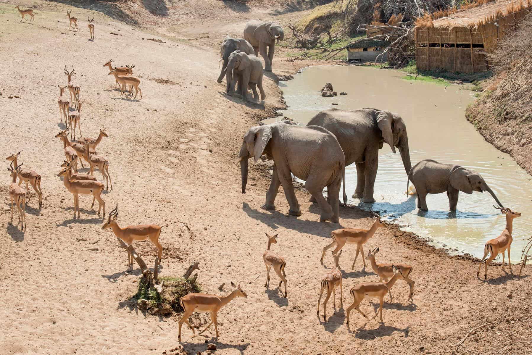 Oportunity to photograph elephants and a variety of wildlife on Safari hide.