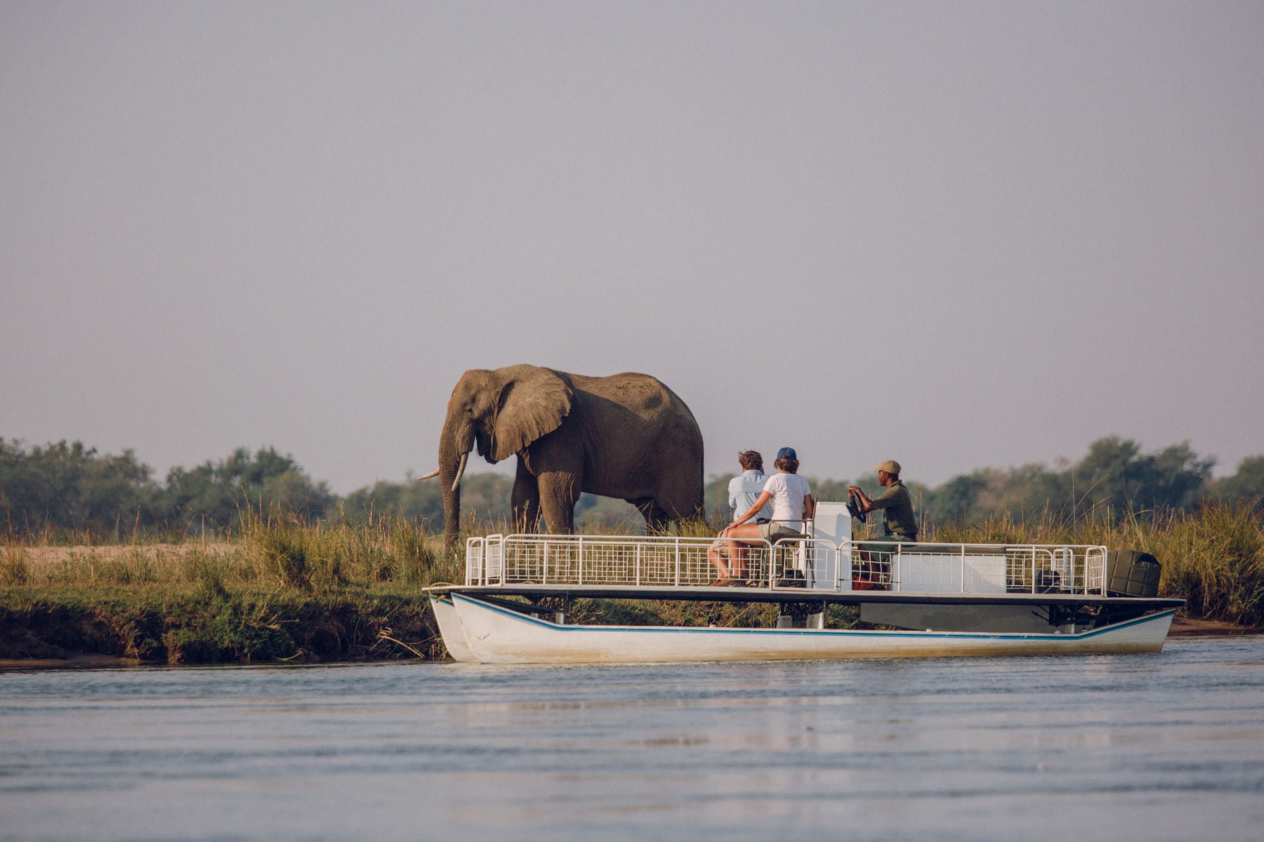 Tourist on boat safari spotted an elephant roaming.