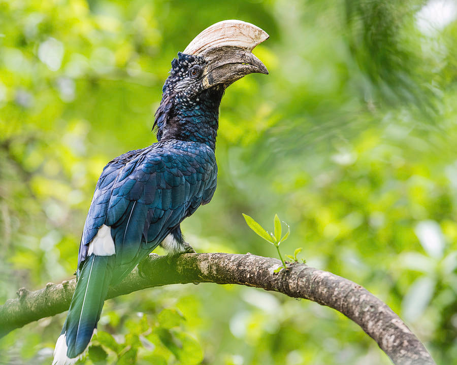 Iconic silvery-cheeked hornbill in Manyara National Reserve.
