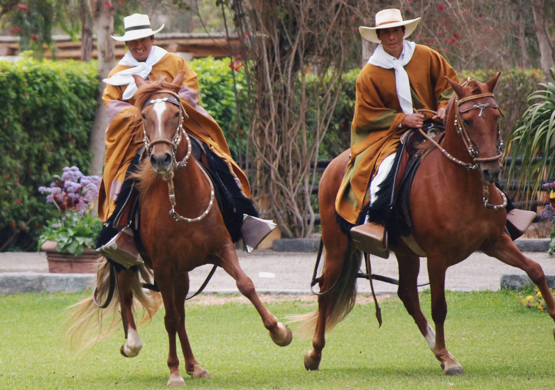 Peruvian Paso horses and rider with poncho