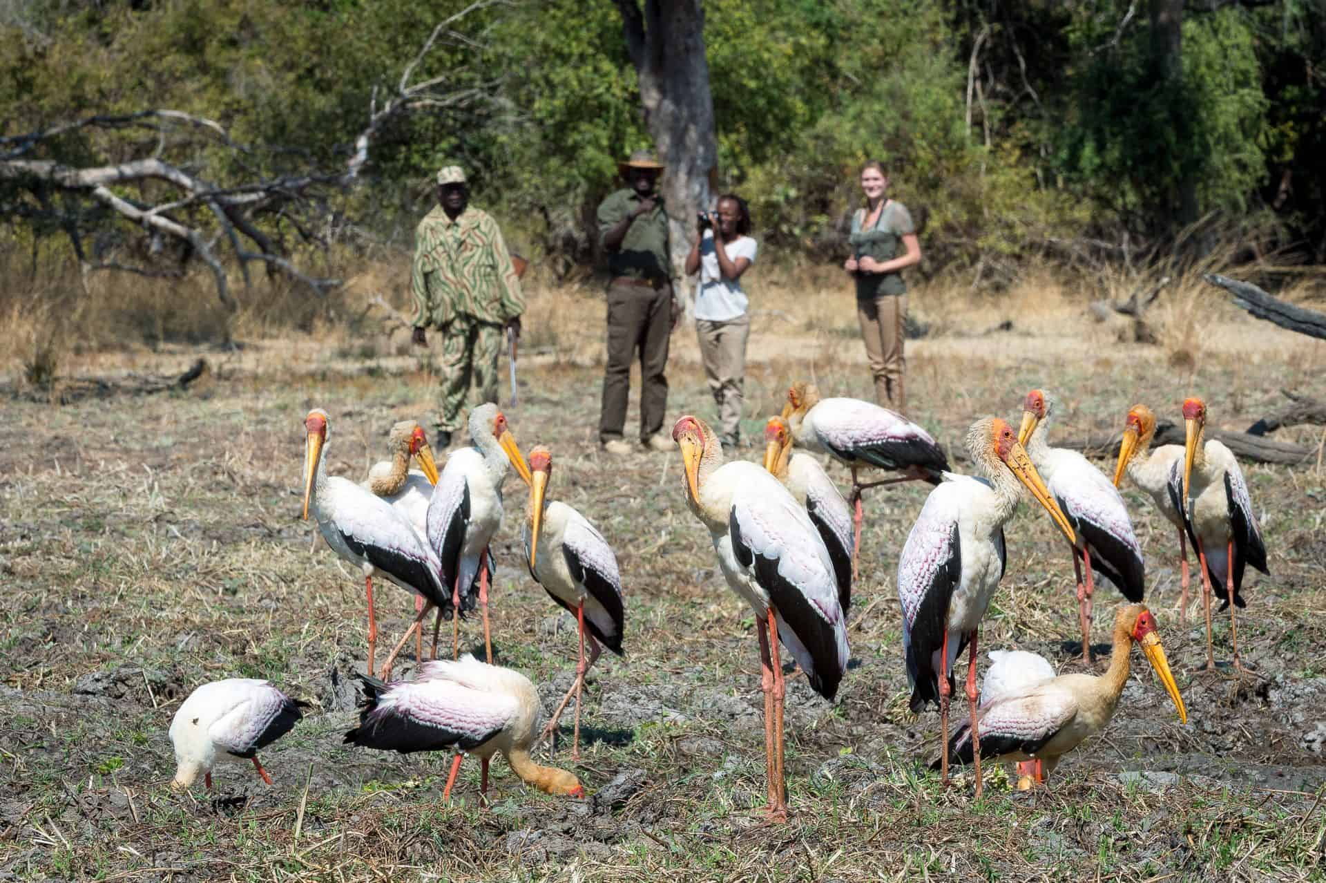 Discover diverse wildlife and plants on a South Luangwa walking safari