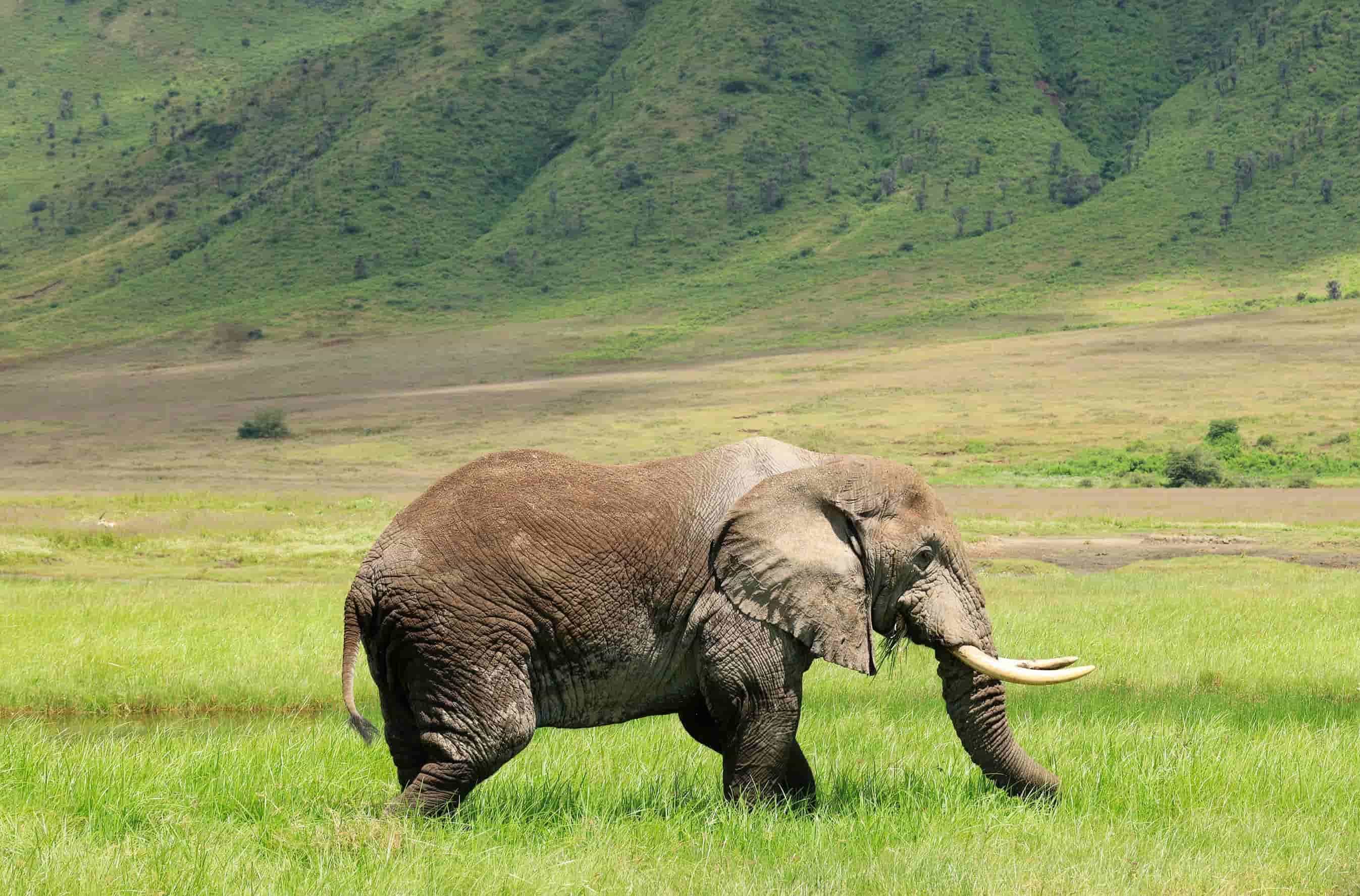 Elephant spotted roaming in Ngorongoro’s volcanic caldera. Tanzania Northern Circuit Elephant spotted roaming.