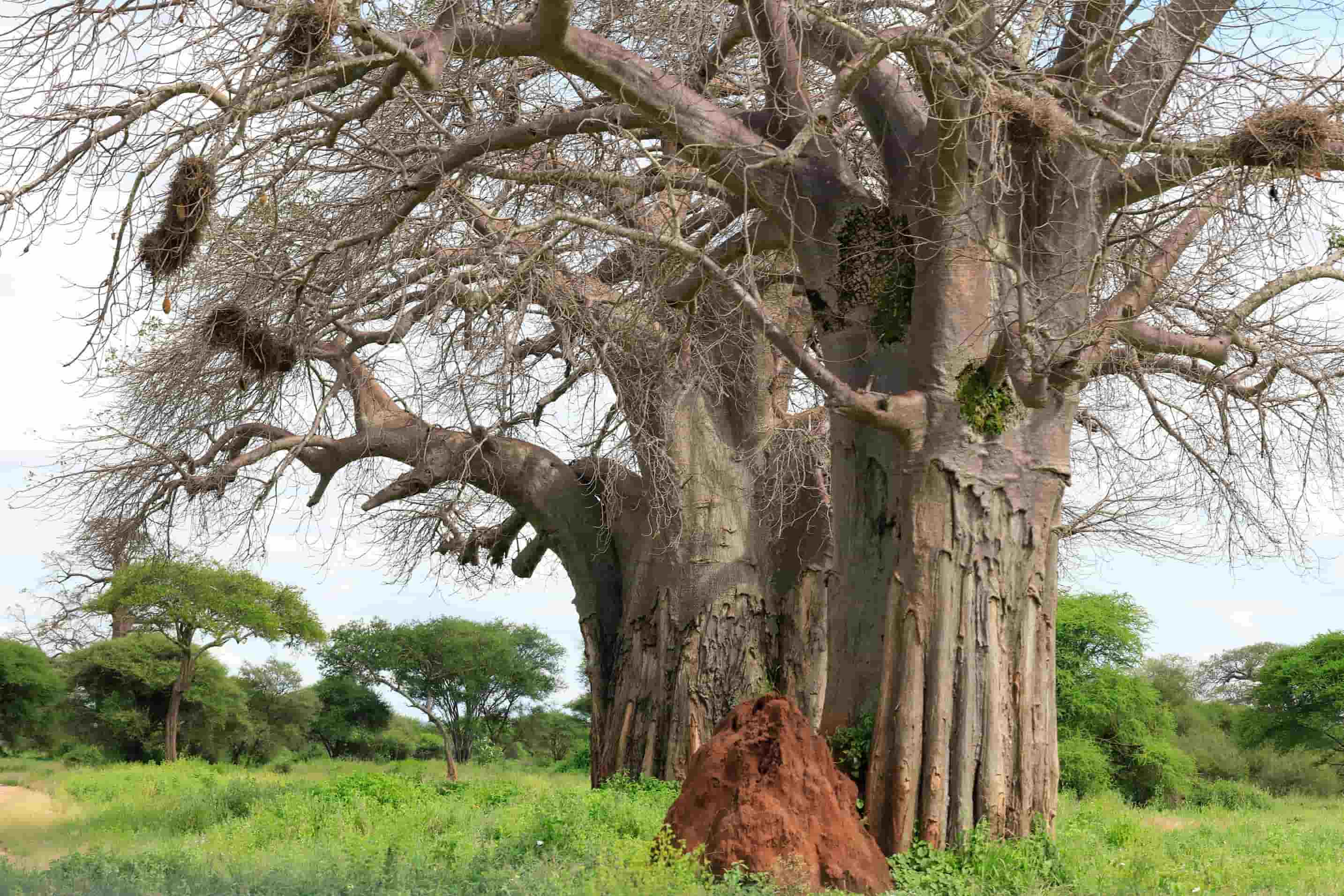 The giant baobab tress.