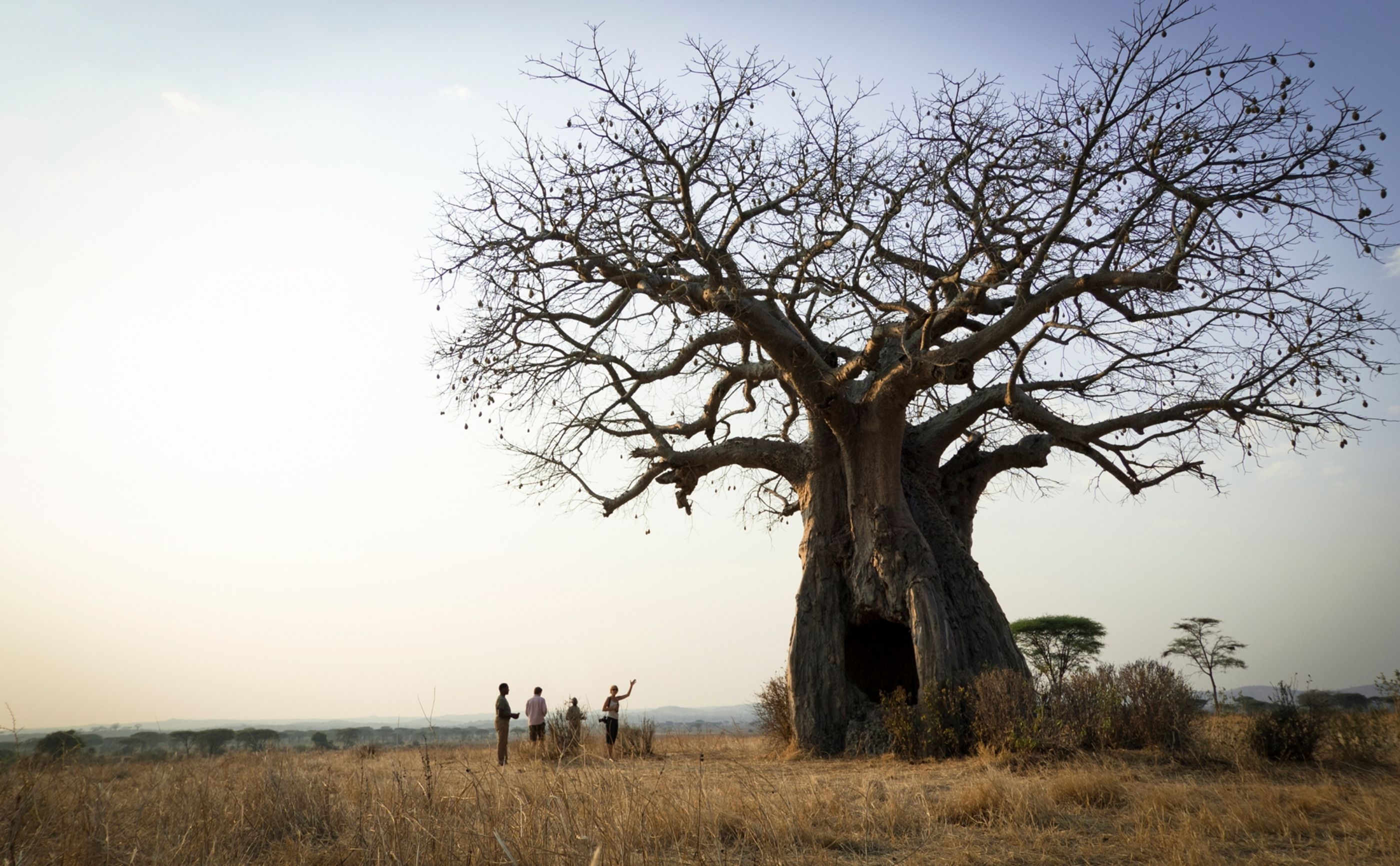 Baobab tree in Ruaha.