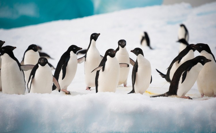 Adeile Penguins in antarctica