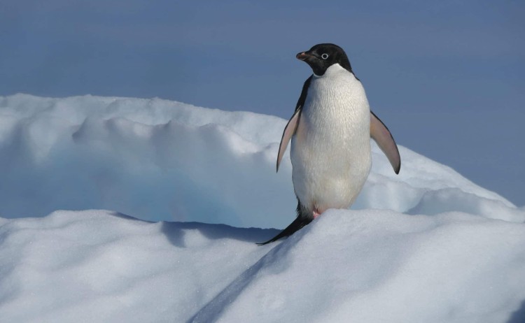 An adeile penguin poses on the ice