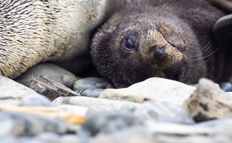 seal pup face aurora antarctica