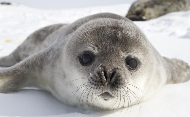 Antarctica Seal Shutterstock 194856530