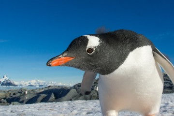 Antarctica Weddell Sea Quest