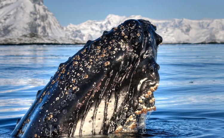 Antarctica 3 2
