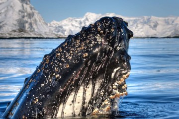 Antarctica Whale Watching Discovery & Learning