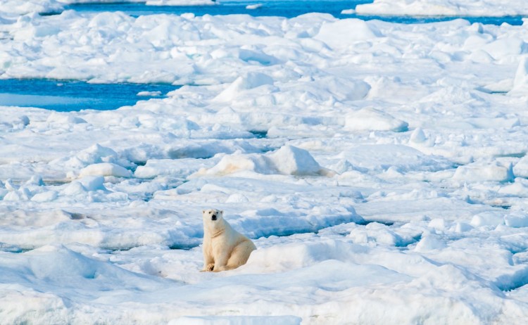 Polar bear in ice Arctic shutterstock 1509789740 sm