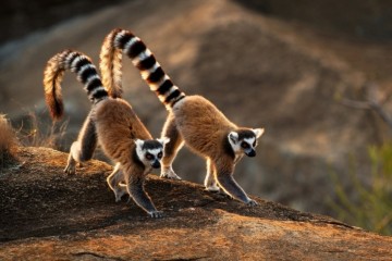 Authentic Madagascar: Small Group Tour