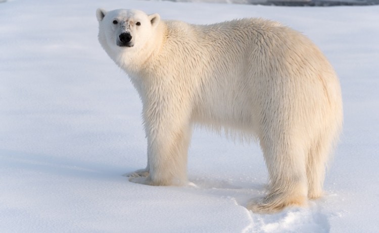 Polar Bear Arctic