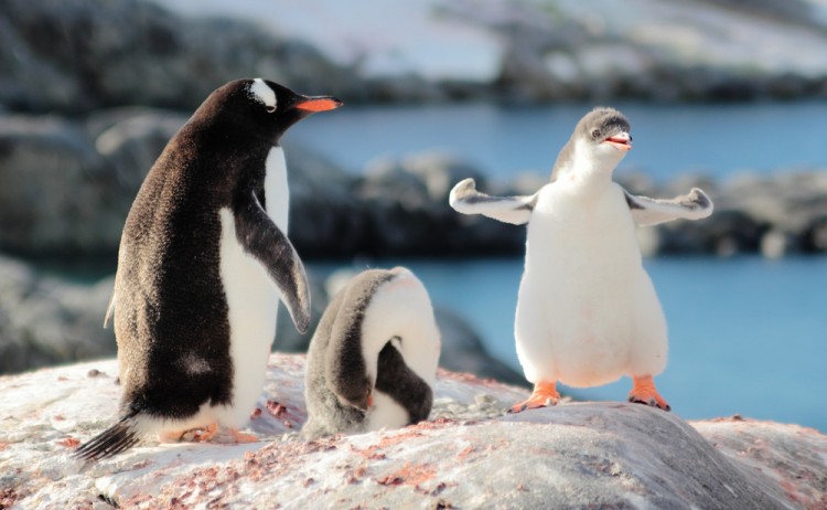 Antarctica in depth cute gentoo penguin
