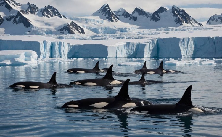 Orca in formation Antarctica gallery