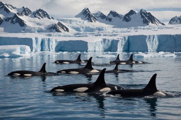 Best of Antarctica: Whale Journey | Ocean Nova