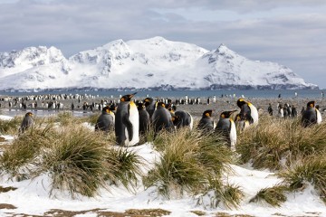 Best of the Southern Ocean: South Georgia