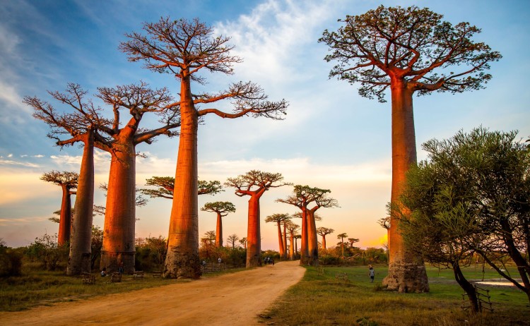 baobab small