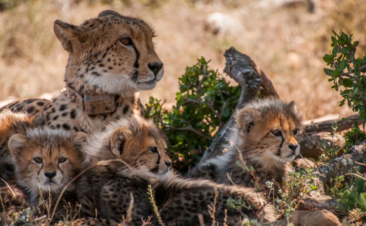 chilli cheetah cubs second litter relaxing shade tree samara karoo south africa marnus ochse 3
