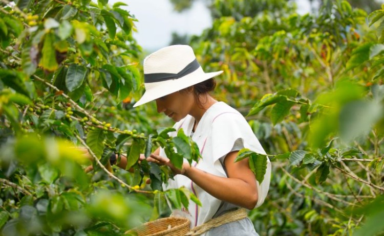 Coffe plantation 