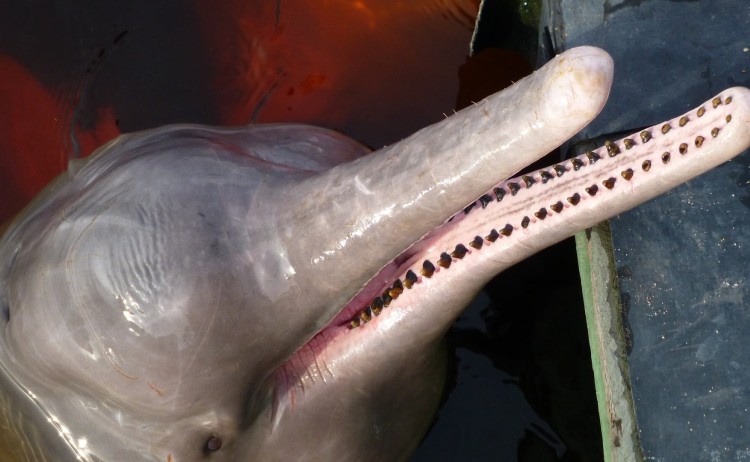 Pink Dolphin Amazon