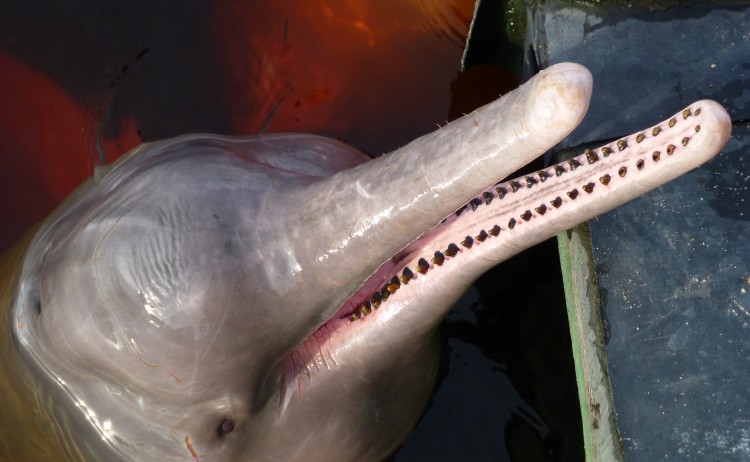 Dolphin Amazon