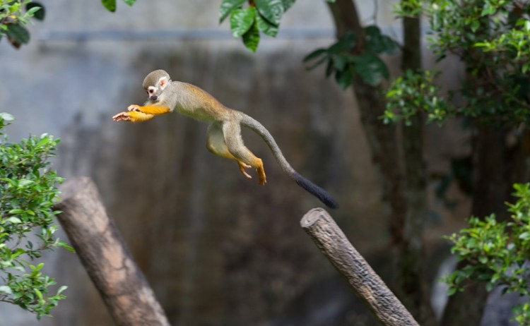 Monkey Amazon 