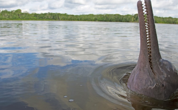 Pink River Dolphin Experience In to The Wild Experiences Anakonda Amazon Cruises