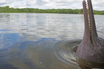 Delfin I – 5 Day Amazon Cruise Peru