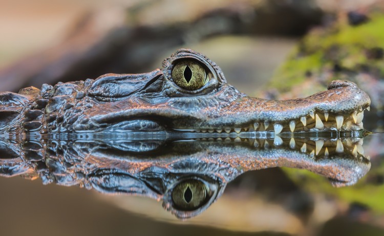 Jungle Crocodile 