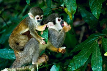 Delfin III | 5 Day Cruise Peru