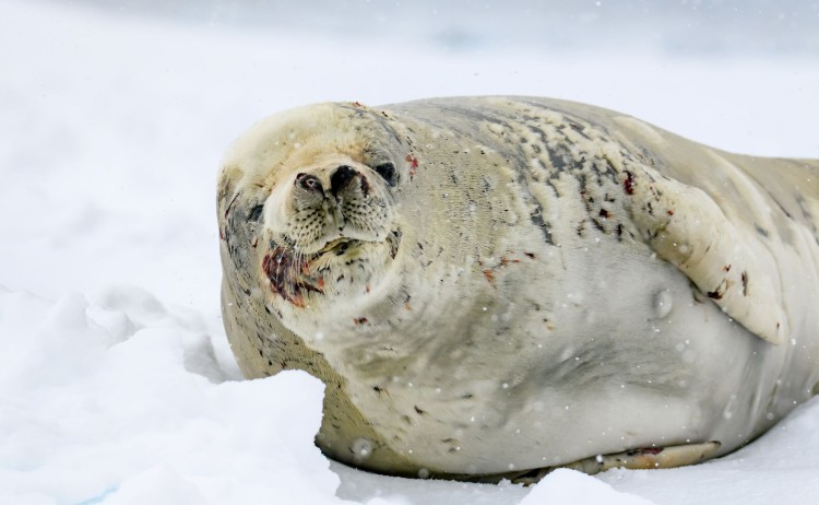 Crab eater seal