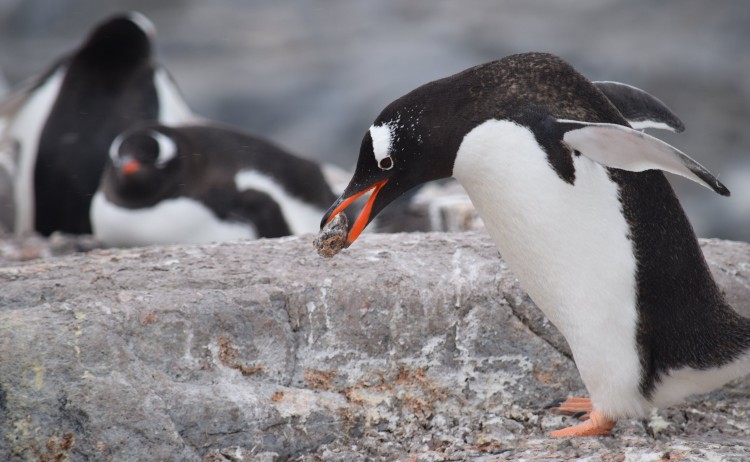 Penguins 