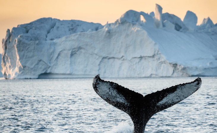 East Greenland & Mighty Sermilik Fjords MS BALTO 4