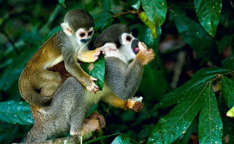 Monkey specie in Amazon Jungle