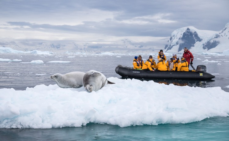Quark Expeditions Crabeater Seals Antarctica Credit Acacia Johnson