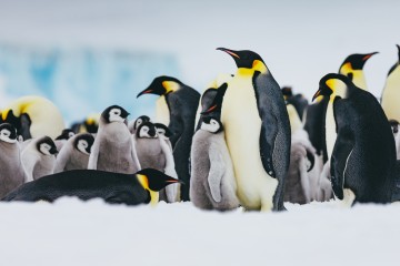 Emperor Penguin Quest to Snow Hill
